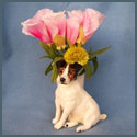 Jack Russell Budvase